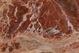 Colorful Petrified Wood (Araucarioxylon) Round - Arizona #210883-1